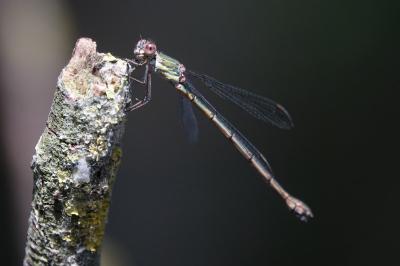 <i>Chalcolestes viridis</i>