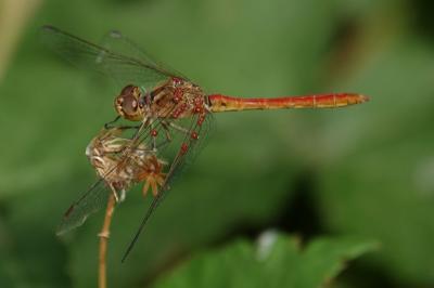 <i>Sympetrum meridionale</i>
