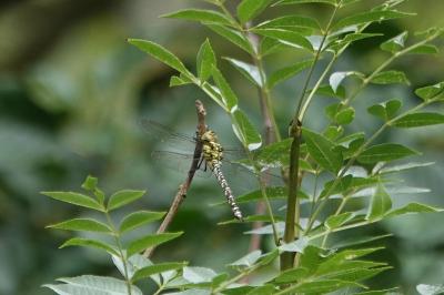 <i>Aeshna cyanea</i>