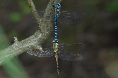 <i>Aeshna affinis</i>