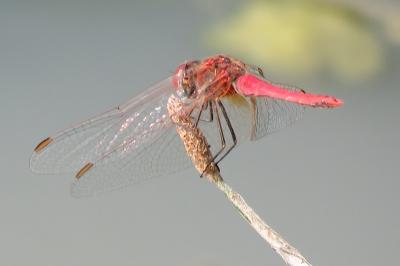 <i>Sympetrum fonscolombii</i>