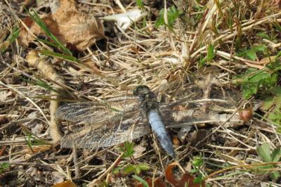 <i>Orthetrum cancellatum</i>