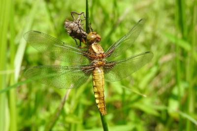 <i>Libellula depressa</i>