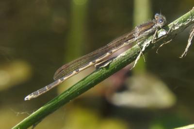 <i>Sympecma fusca</i>