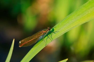 <i>Calopteryx splendens</i>