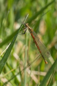 <i>Pyrrhosoma nymphula</i>