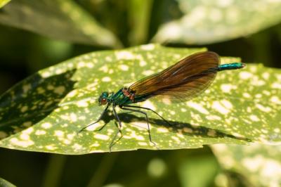 <i>Calopteryx virgo</i>