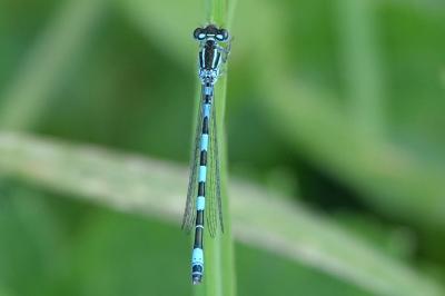 <i>Coenagrion mercuriale</i>