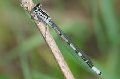 <i>Enallagma cyathigerum</i>