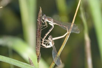 <i>Sympecma fusca</i>