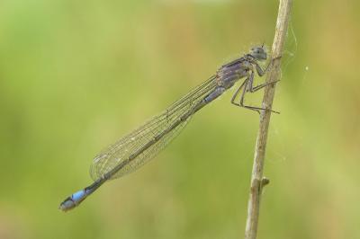 <i>Ischnura elegans</i>
