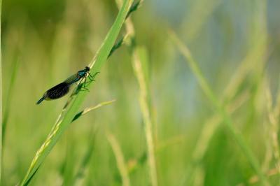 <i>Calopteryx splendens</i>