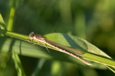 <i>Sympecma fusca</i>
