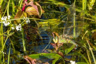 <i>Anax imperator</i>