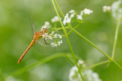 <i>Sympetrum meridionale</i>