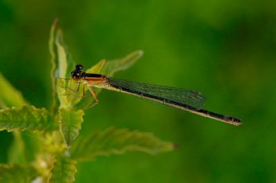 <i>Ischnura pumilio</i>