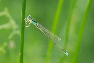 <i>Ischnura pumilio</i>