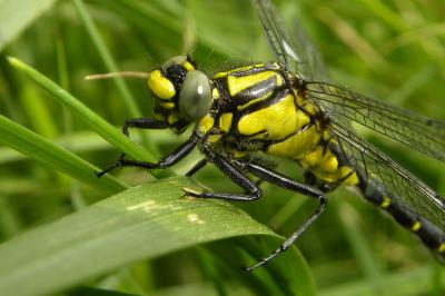 <i>Gomphus vulgatissimus</i>