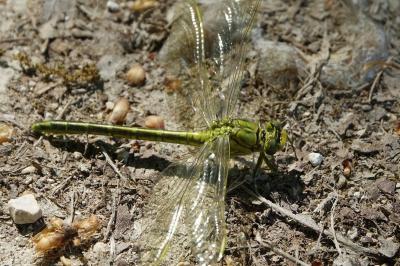 <i>Gomphus pulchellus</i>