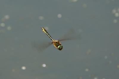 <i>Cordulia aenea</i>