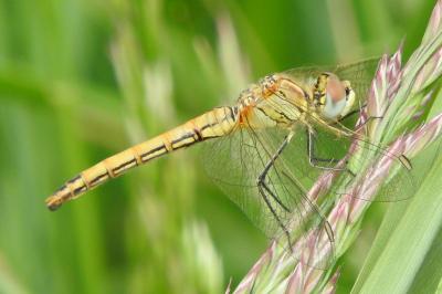 <i>Sympetrum fonscolombii</i>