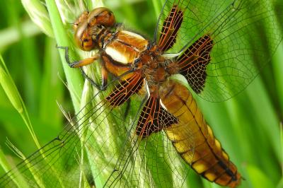 <i>Libellula depressa</i>