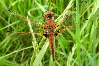 <i>Libellula fulva</i>