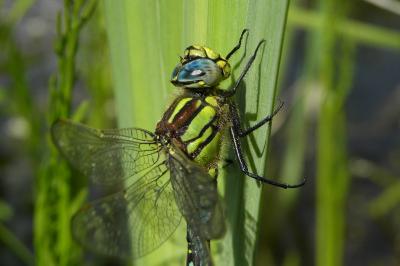 <i>Brachytron pratense</i>