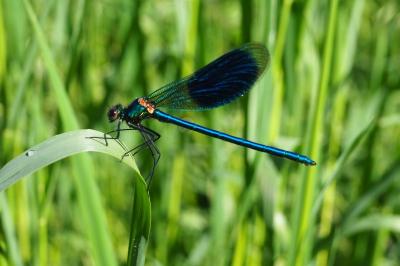 <i>Calopteryx splendens</i>