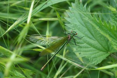 <i>Calopteryx virgo</i>