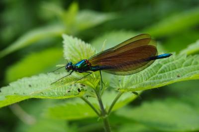 <i>Calopteryx virgo</i>