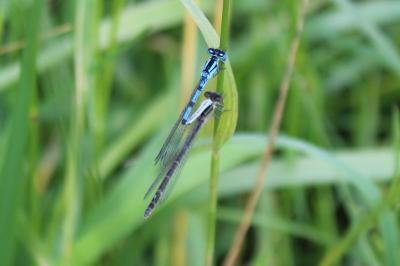 <i>Enallagma cyathigerum</i>