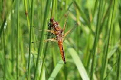 <i>Libellula fulva</i>
