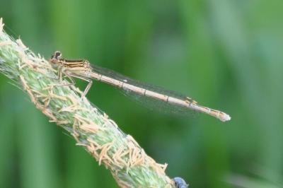 <i>Platycnemis pennipes</i>