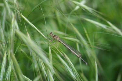<i>Platycnemis pennipes</i>