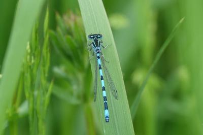<i>Coenagrion mercuriale</i>