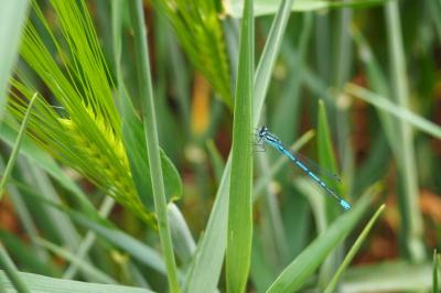 <i>Coenagrion puella</i>