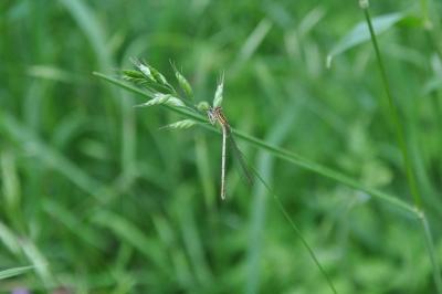 <i>Platycnemis pennipes</i>