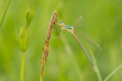 <i>Lestes barbarus</i>