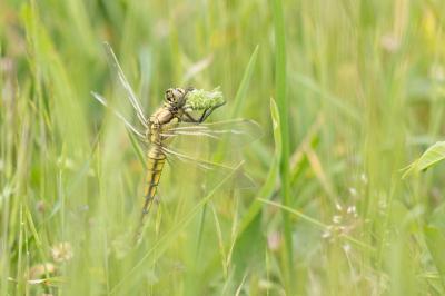<i>Orthetrum cancellatum</i>