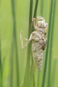<i>Orthetrum cancellatum</i>