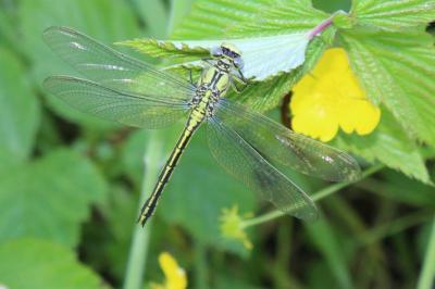 <i>Gomphus pulchellus</i>