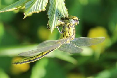 <i>Gomphus pulchellus</i>
