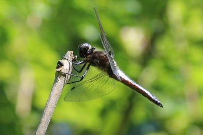 <i>Orthetrum cancellatum</i>