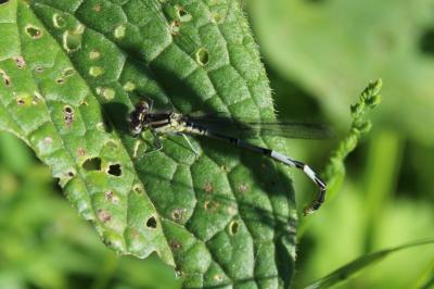 <i>Erythromma lindenii</i>