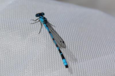 <i>Enallagma cyathigerum</i>