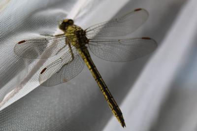 <i>Gomphus pulchellus</i>