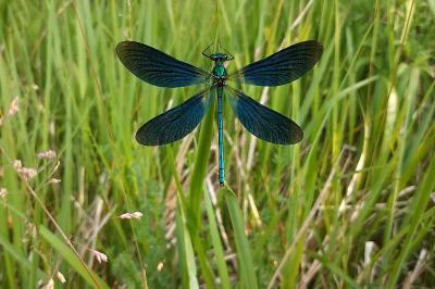 <i>Calopteryx virgo</i>