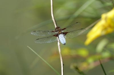 <i>Libellula depressa</i>
