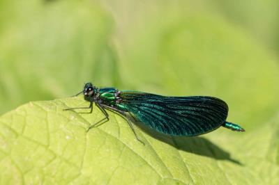 <i>Calopteryx virgo</i>